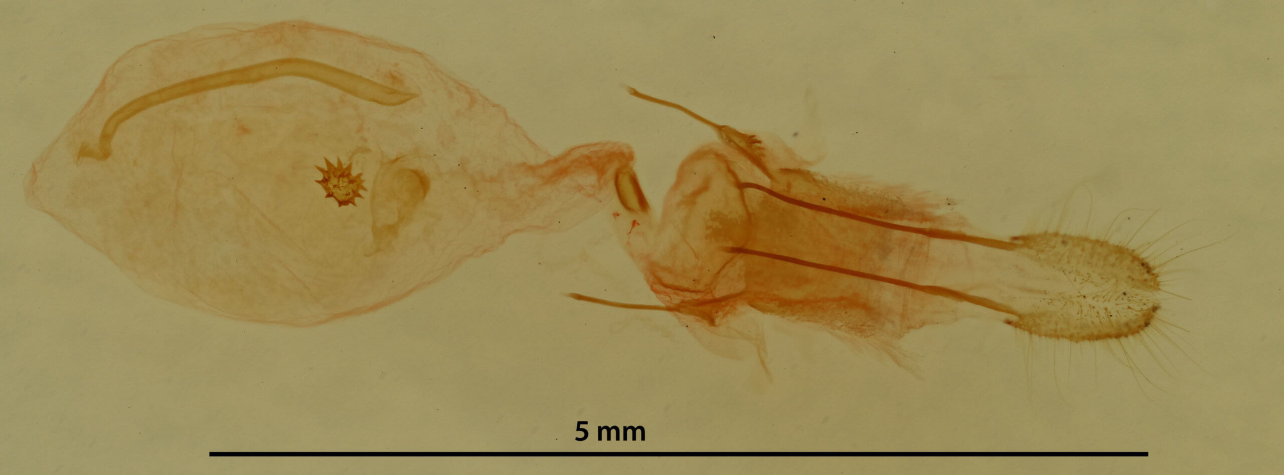 genitalia view of adult Nepytia canosaria