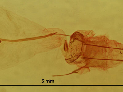 genitalia view of adult Nepytia canosaria