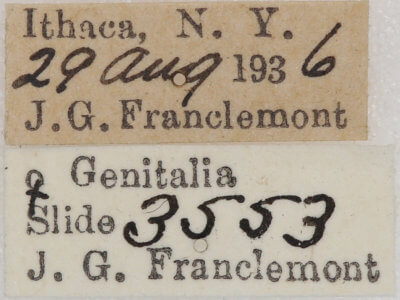 label view of adult Nepytia canosaria