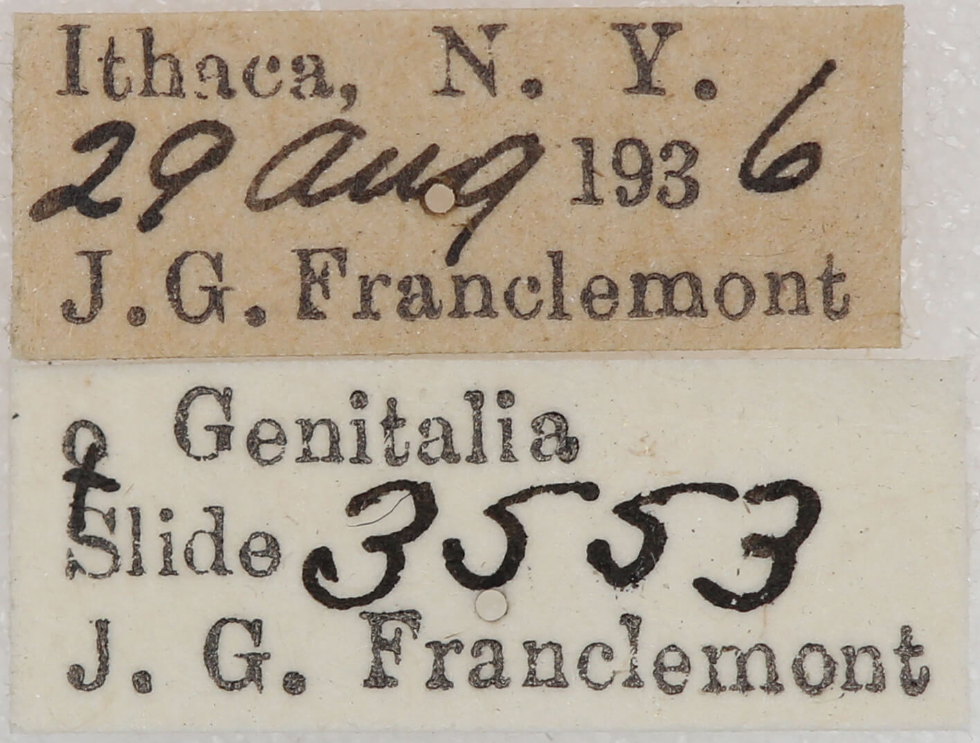 label view of adult Nepytia canosaria