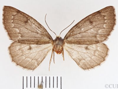 dorsal view of adult Nepytia canosaria