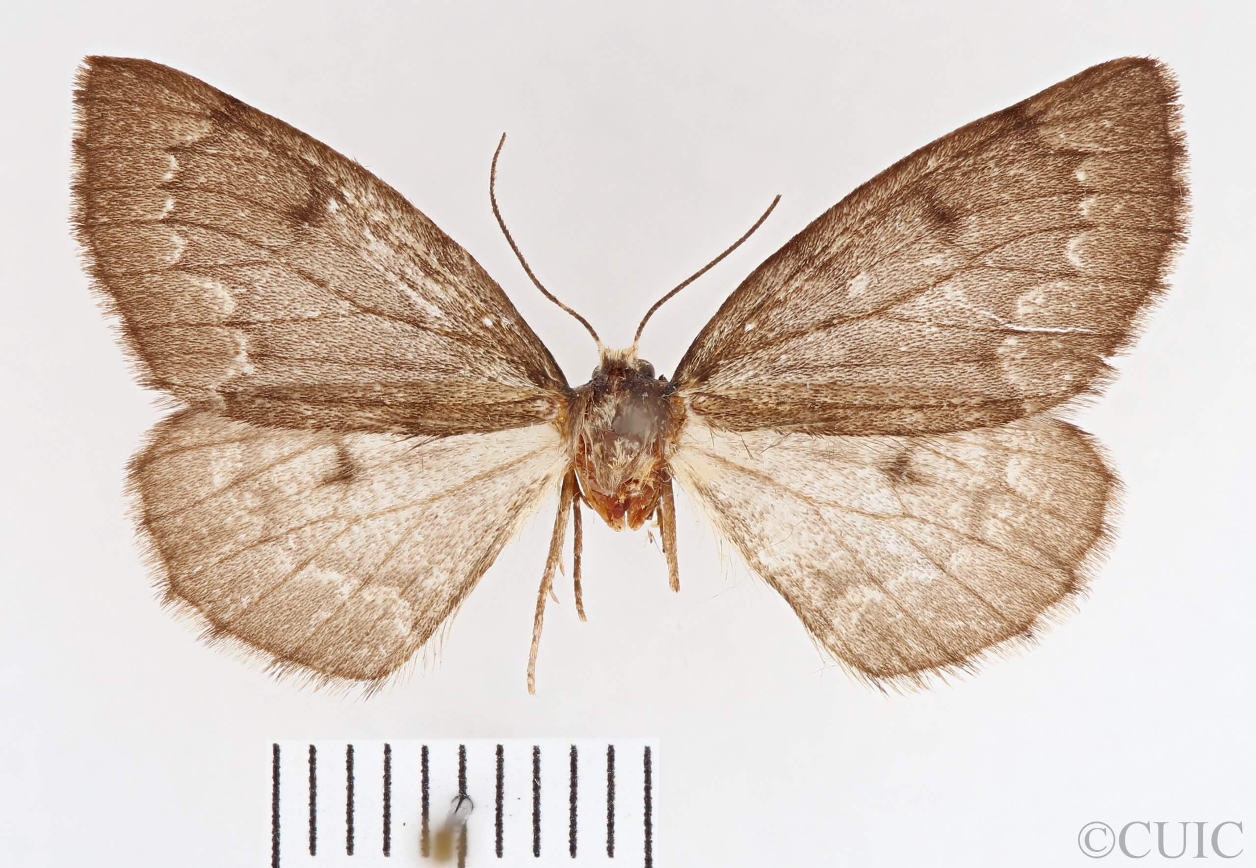 dorsal view of adult Nepytia canosaria
