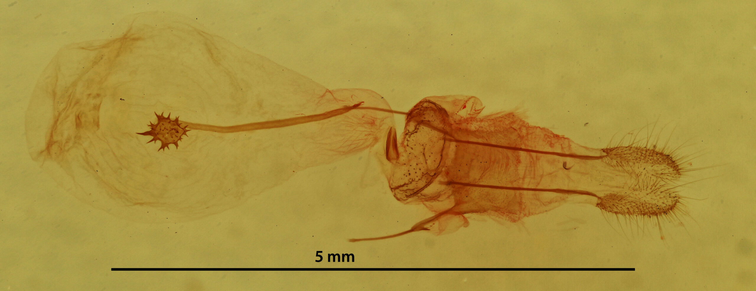 genitalia view of adult Nepytia canosaria