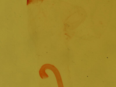 genitalia view of adult Nigetia formosalis