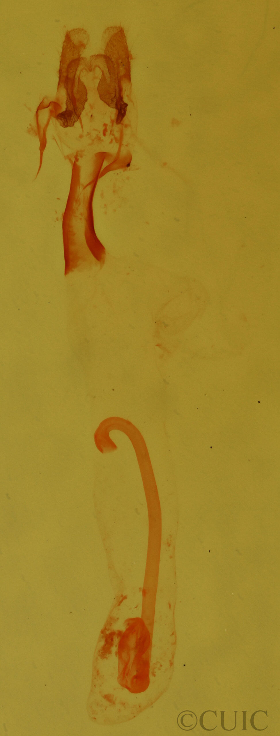 genitalia view of adult Nigetia formosalis