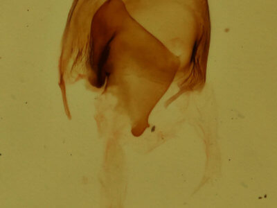 genitalia view of adult Nola cilicoides