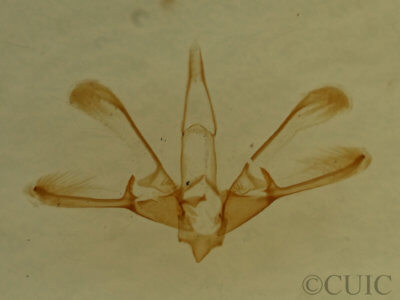 genitalia view of adult Nola clethrae