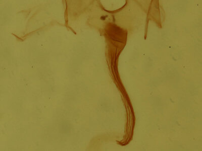 genitalia view of adult Nola ovilla