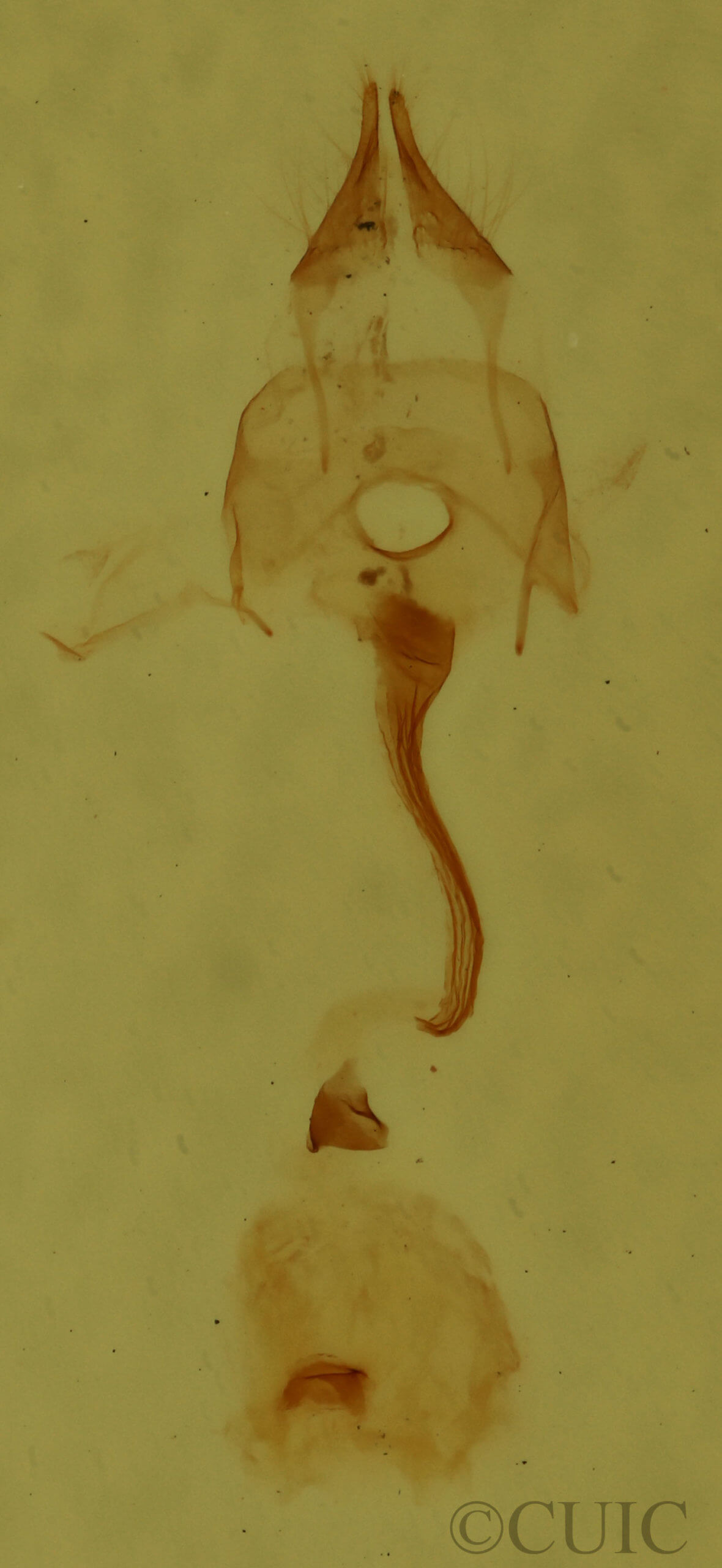 genitalia view of adult Nola ovilla