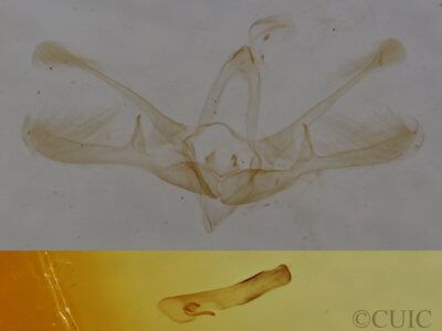 genitalia view of adult Nola pustulata