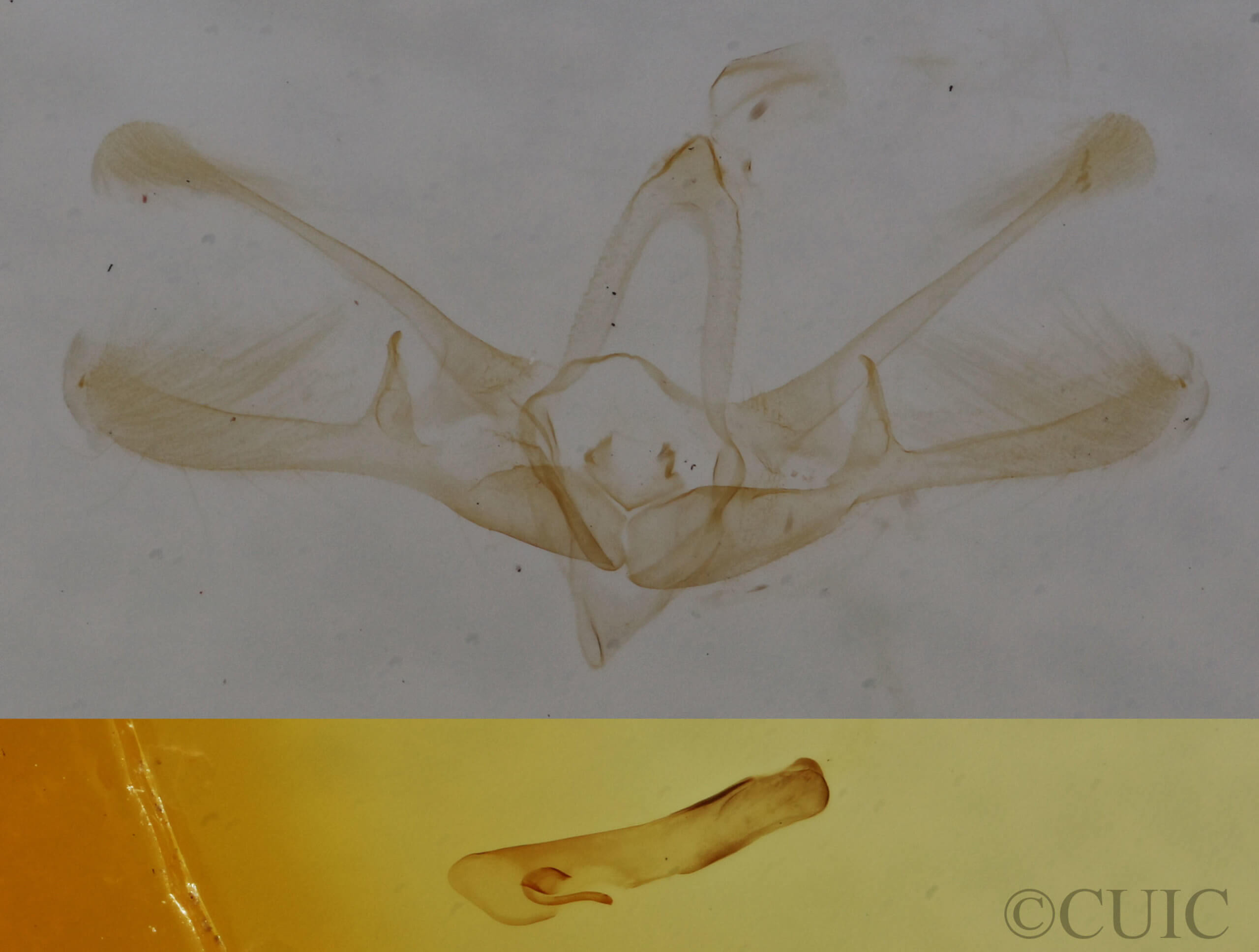 genitalia view of adult Nola pustulata