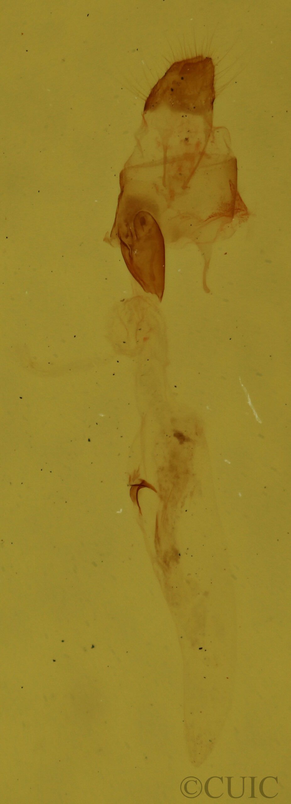 genitalia view of adult Nola pustulata