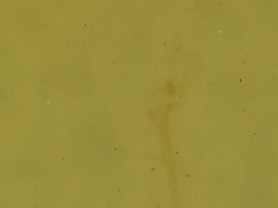 genitalia view of adult Nola cereella