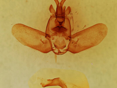 genitalia view of adult Olceclostera angelica