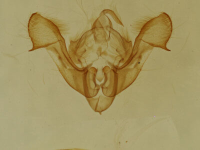 genitalia view of adult Neoligia atlantica