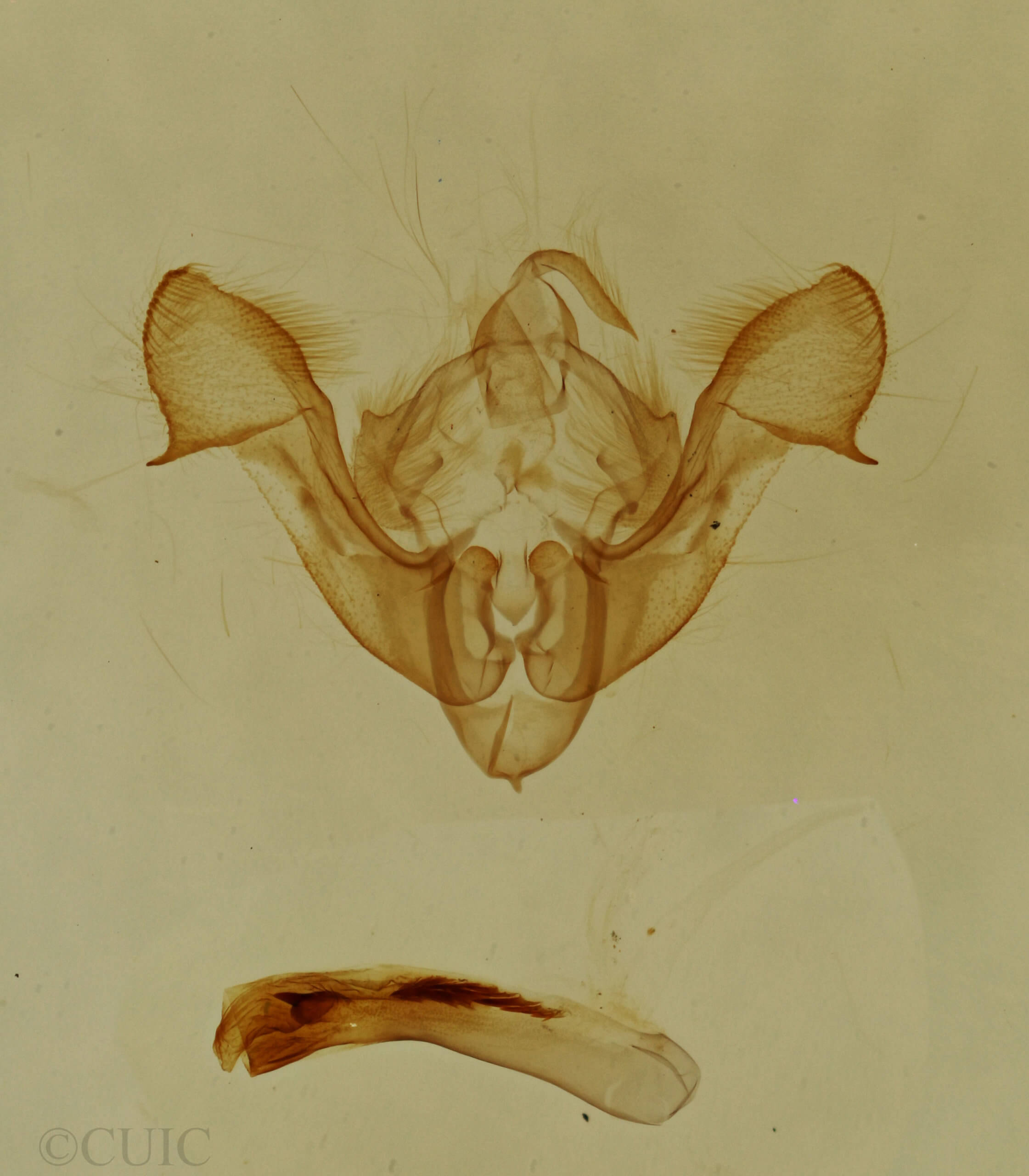 genitalia view of adult Neoligia atlantica