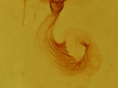 genitalia view of adult Platypolia mactata