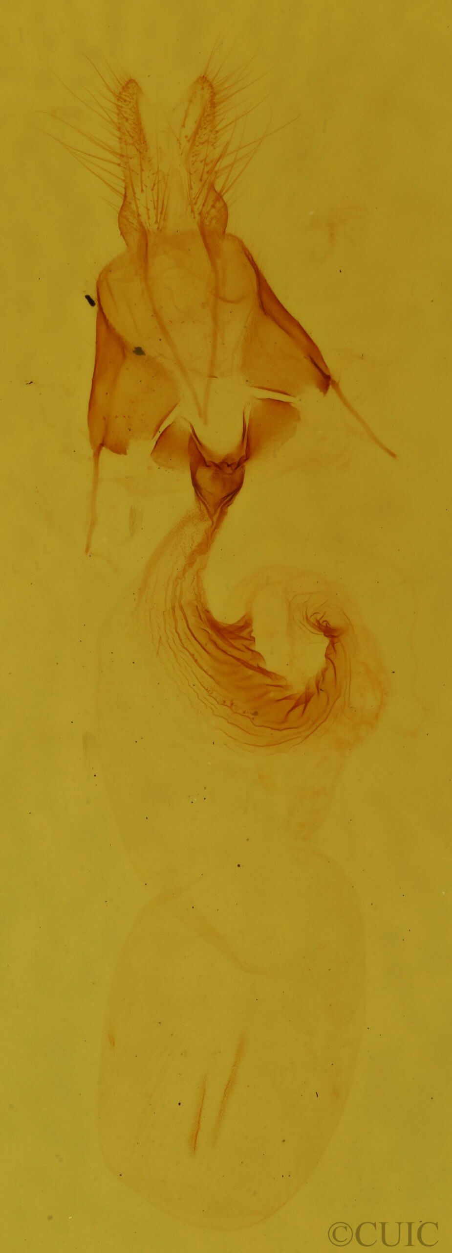 genitalia view of adult Platypolia mactata