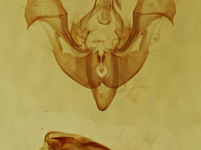 genitalia view of adult Neoligia semicana