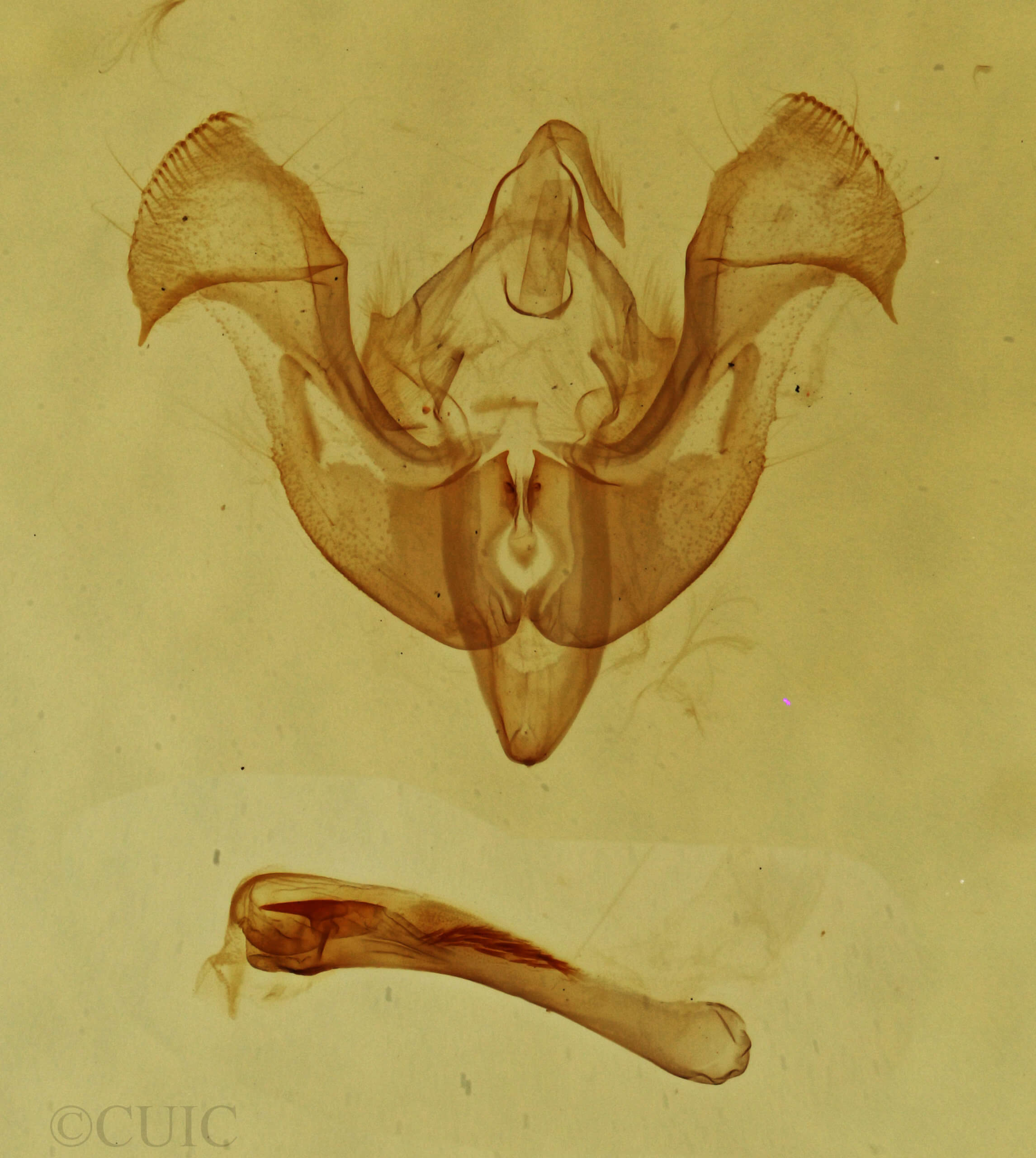 genitalia view of adult Neoligia semicana