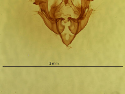 genitalia view of adult Neoligia subjuncta