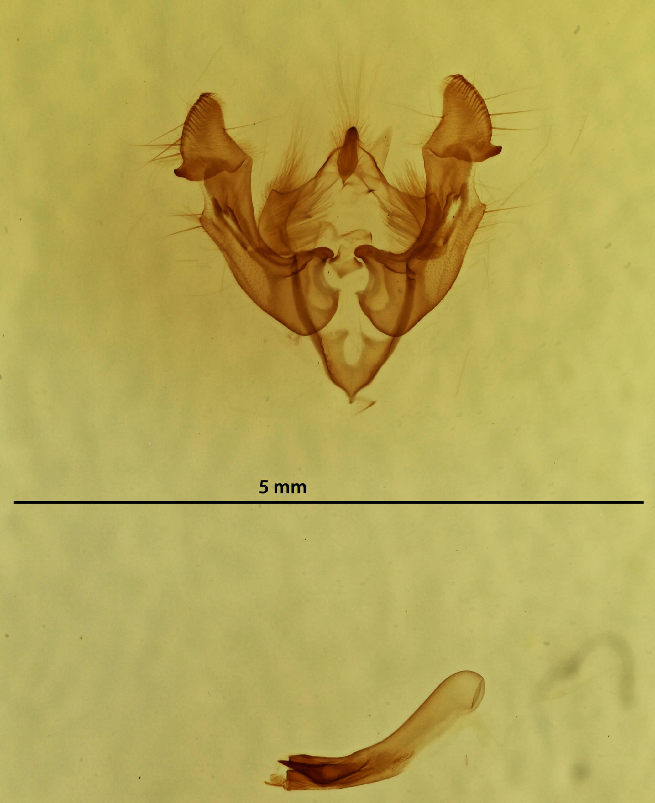 genitalia view of adult Neoligia subjuncta