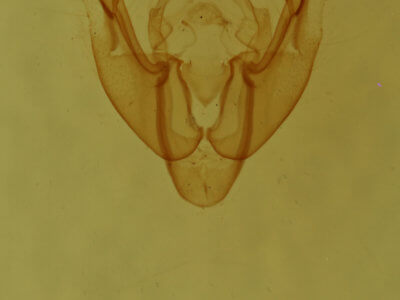genitalia view of adult Neoligia tonsa
