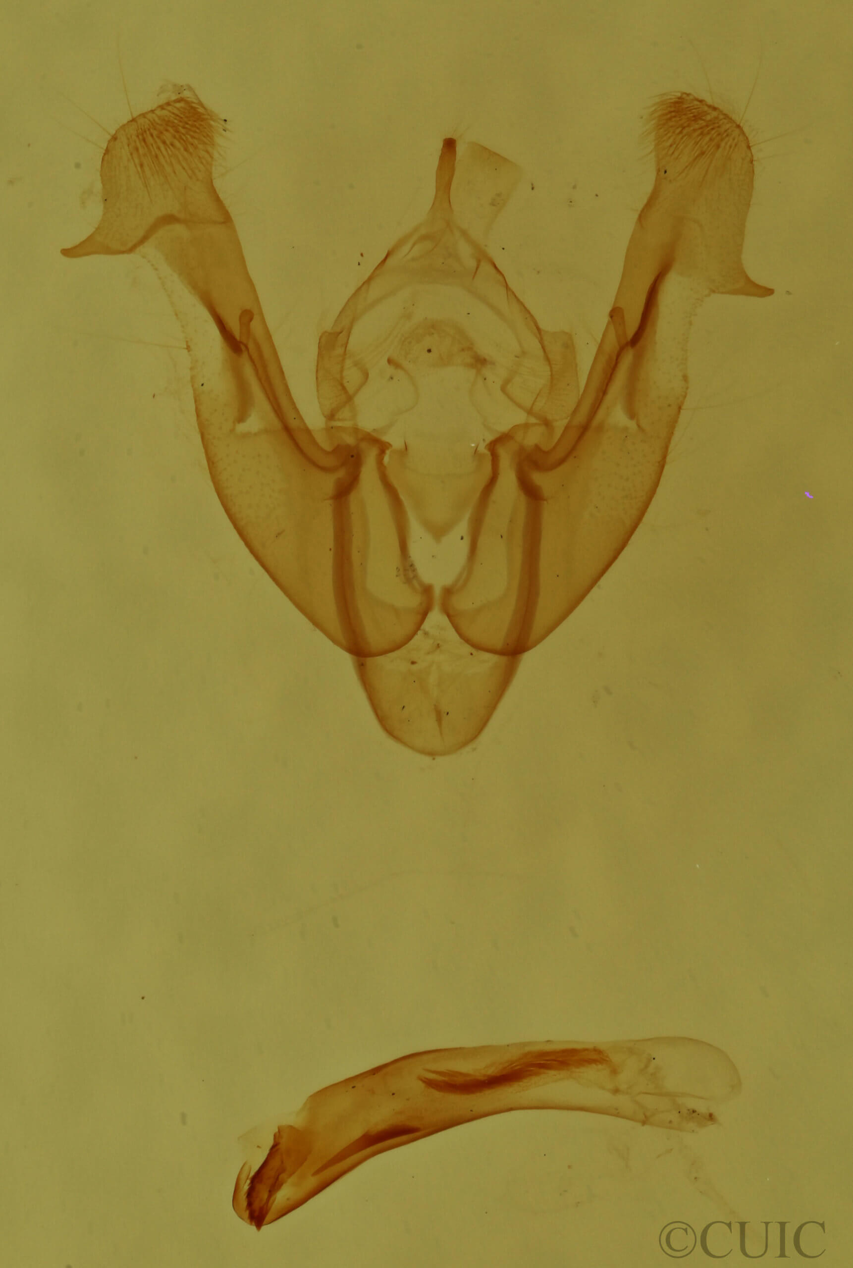 genitalia view of adult Neoligia tonsa