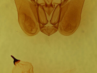 genitalia view of adult Orthodes majuscula
