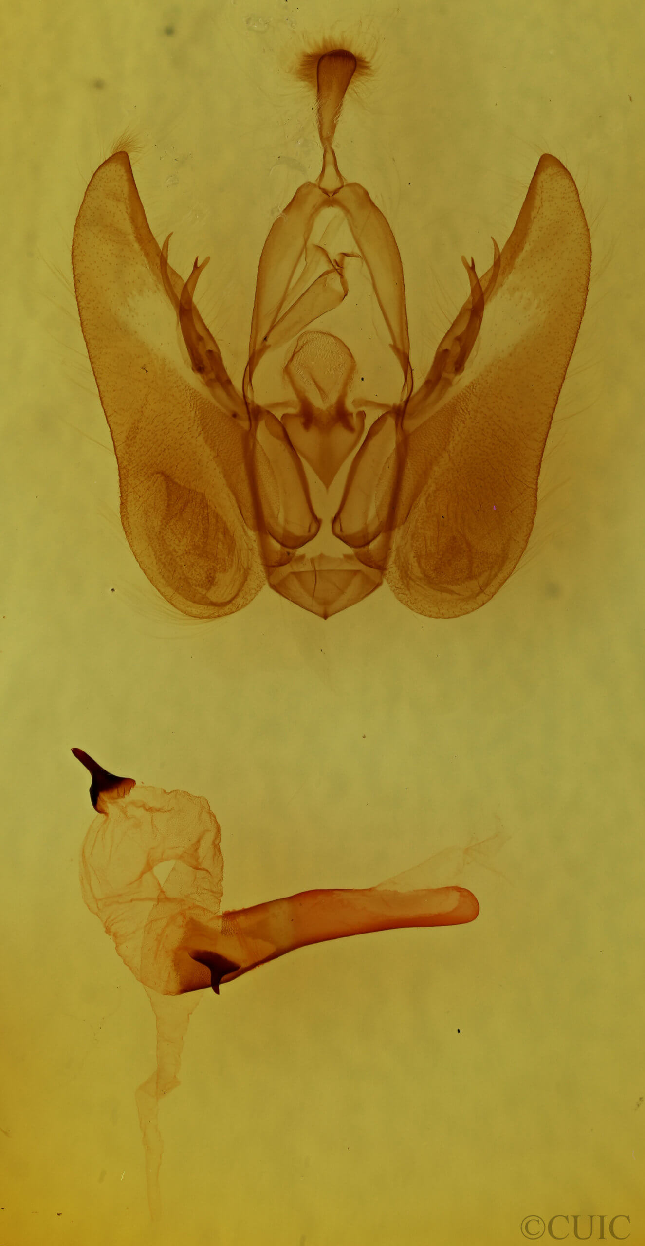 genitalia view of adult Orthodes majuscula