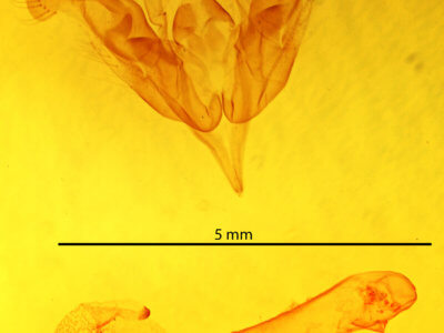 genitalia view of adult Orthosia behrensiana