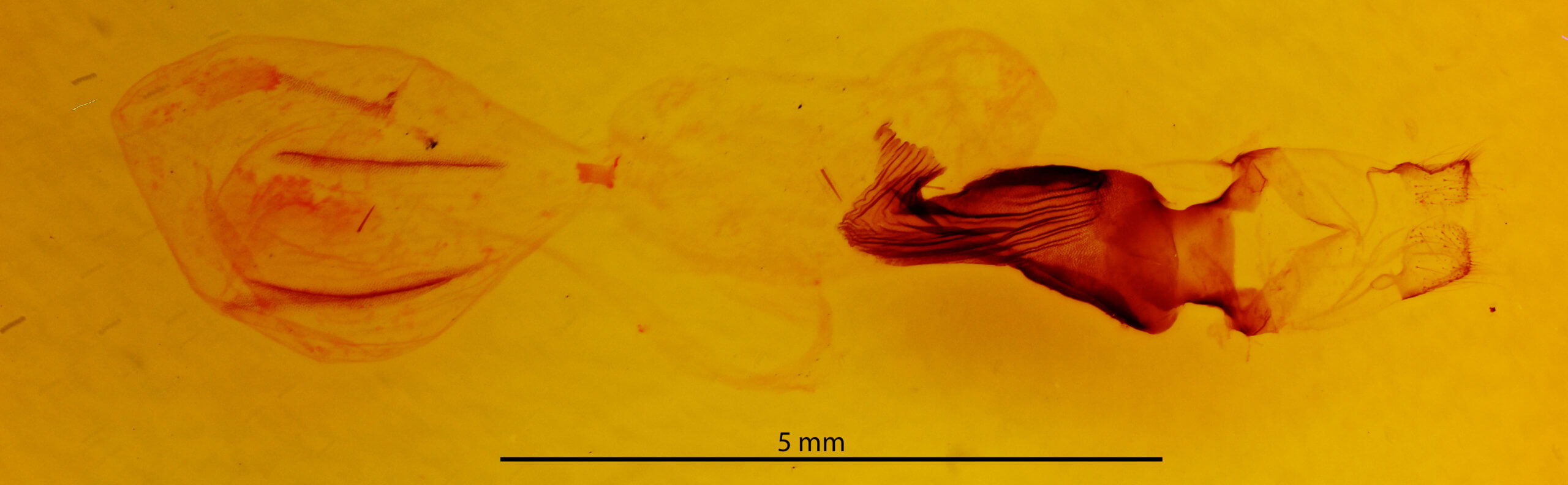 genitalia view of adult Orthosia behrensiana