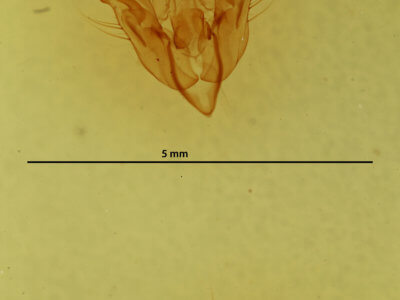 genitalia view of adult Orthosia cruda