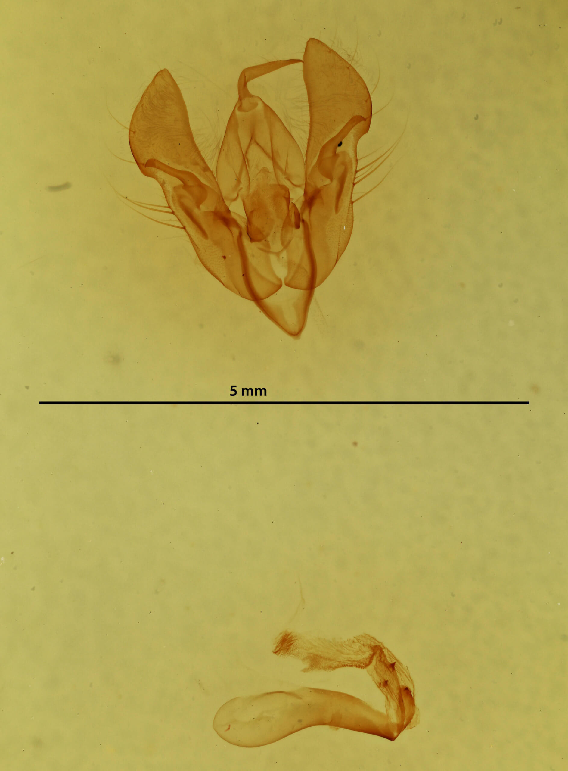 genitalia view of adult Orthosia cruda