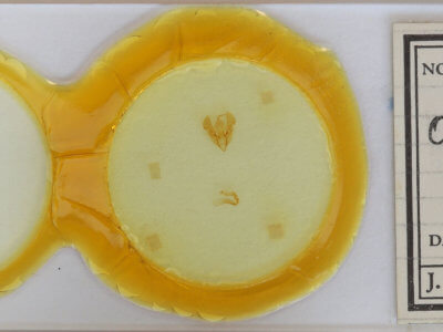 slide view of adult Orthosia cruda