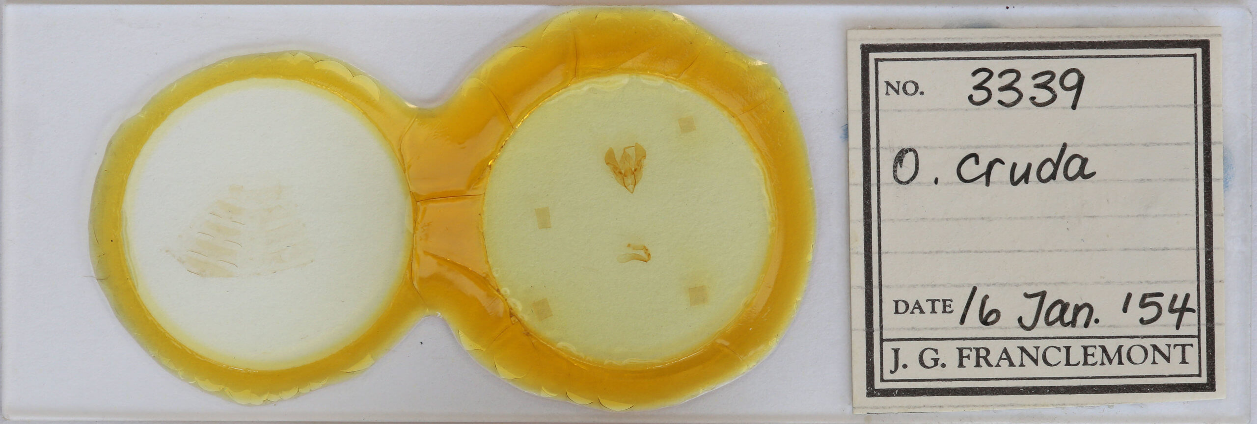 slide view of adult Orthosia cruda