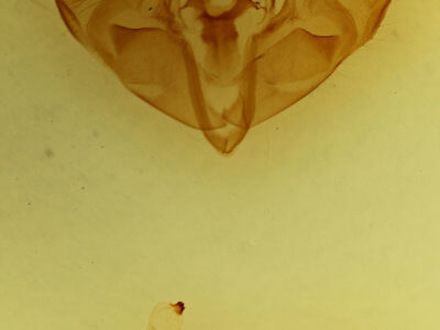 genitalia view of adult Orthosia gothica