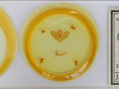 slide view of adult Orthosia gothica