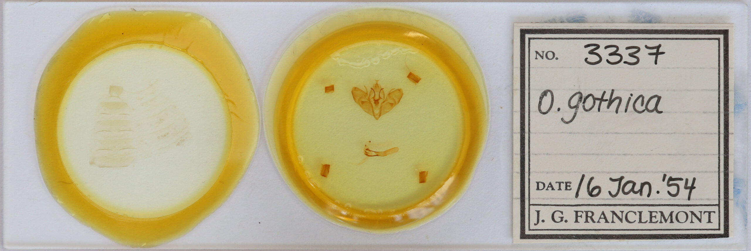 slide view of adult Orthosia gothica