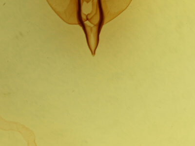 genitalia view of adult Orthosia miniosa