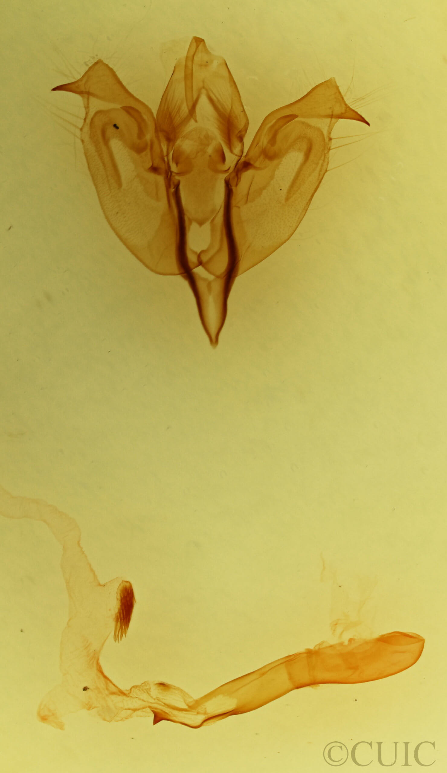 genitalia view of adult Orthosia miniosa