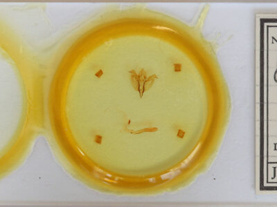 slide view of adult Orthosia miniosa