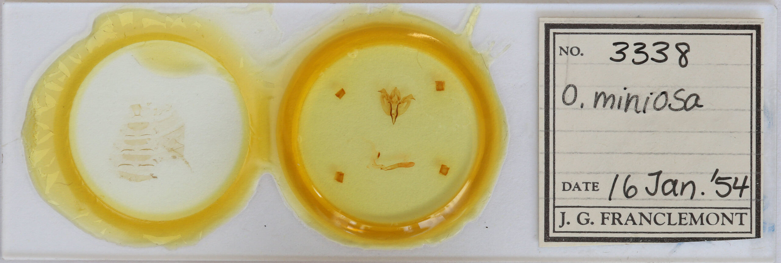 slide view of adult Orthosia miniosa