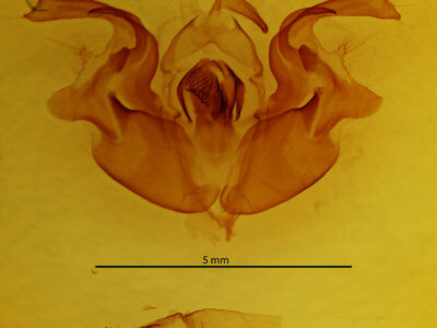 genitalia view of adult Orthosia pacifica