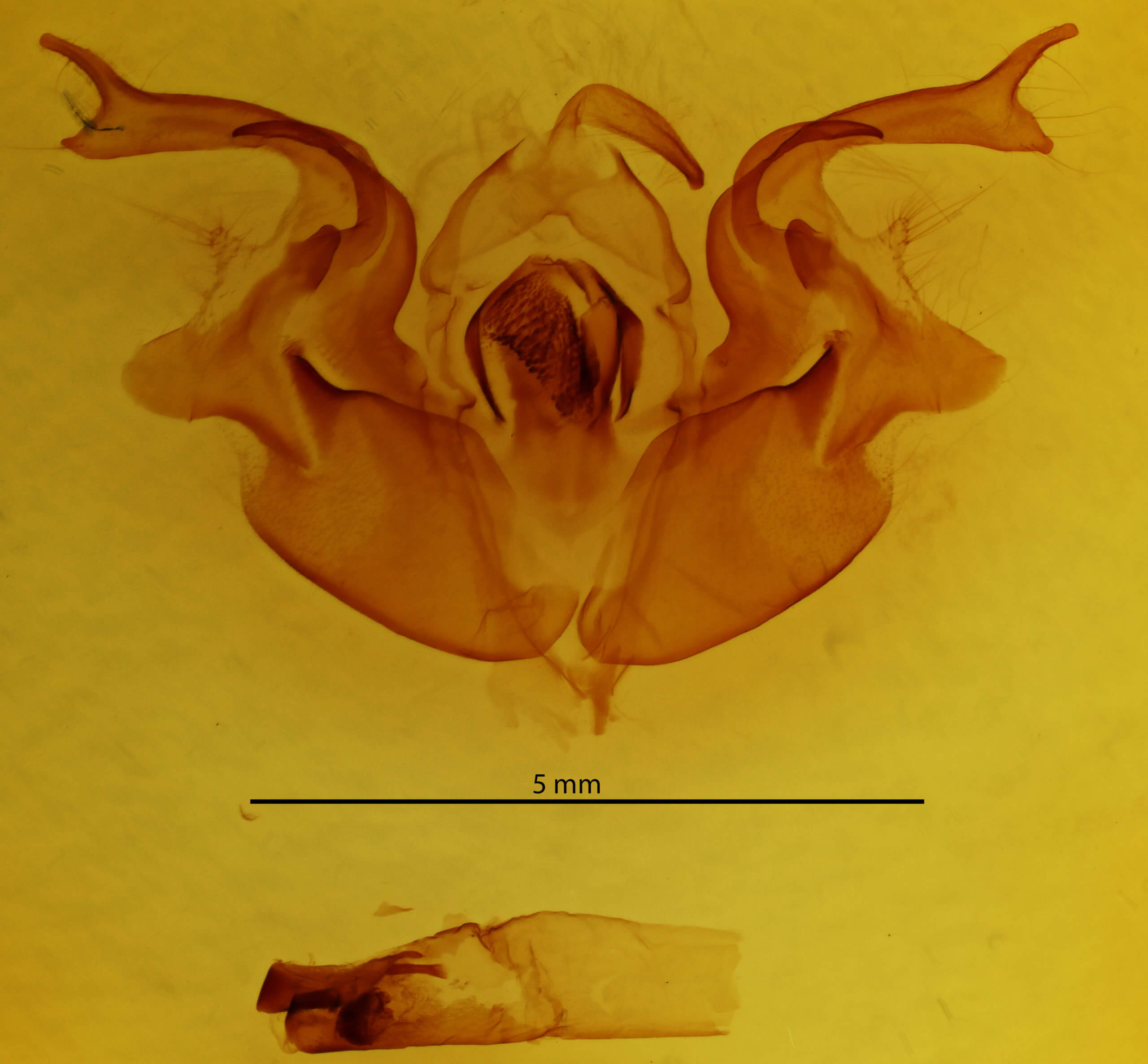 genitalia view of adult Orthosia pacifica
