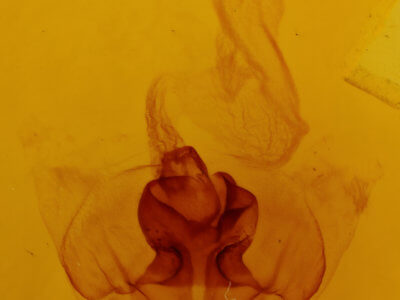 genitalia view of adult Orthosia pacifica