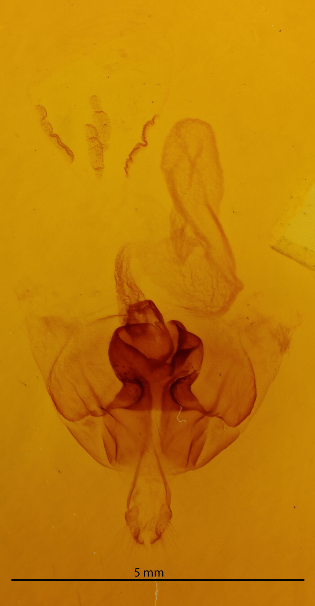 genitalia view of adult Orthosia pacifica