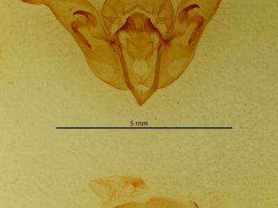 genitalia view of adult Orthosia cerasi