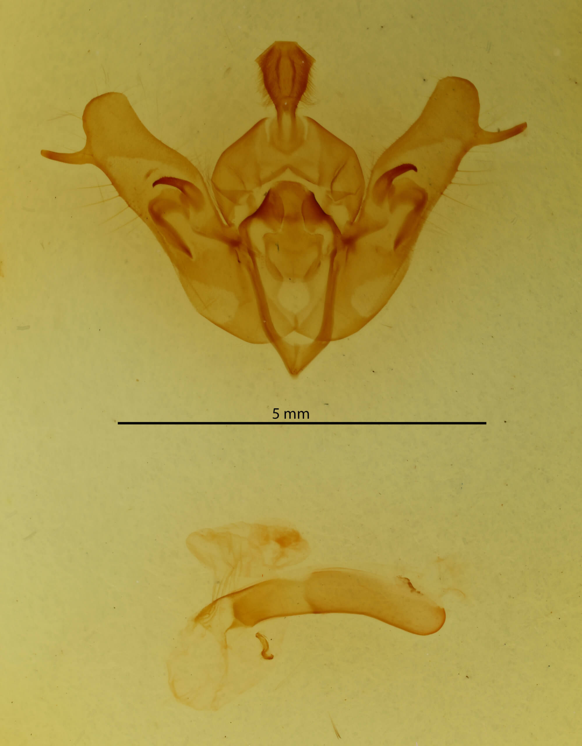genitalia view of adult Orthosia cerasi