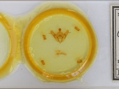 slide view of adult Orthosia cerasi